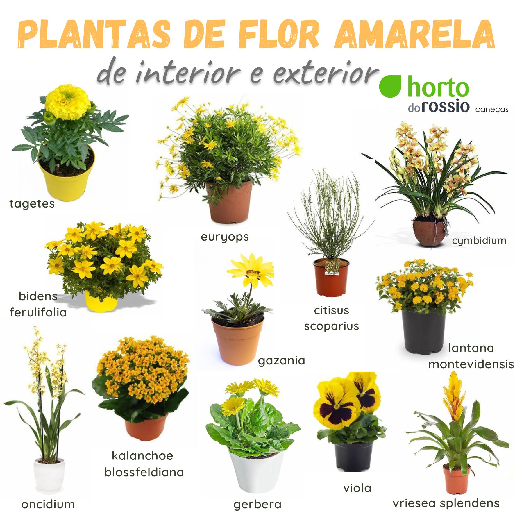 Plantas de flor amarela interior &