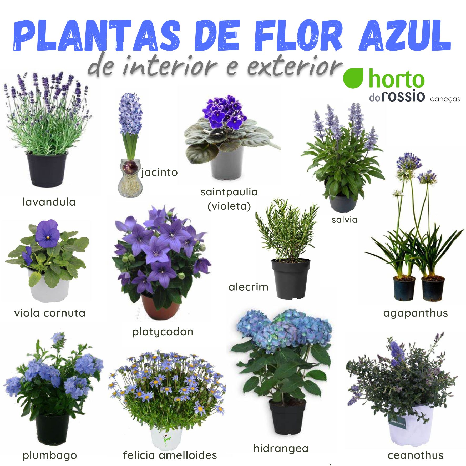 Plantas de flor azul interior &