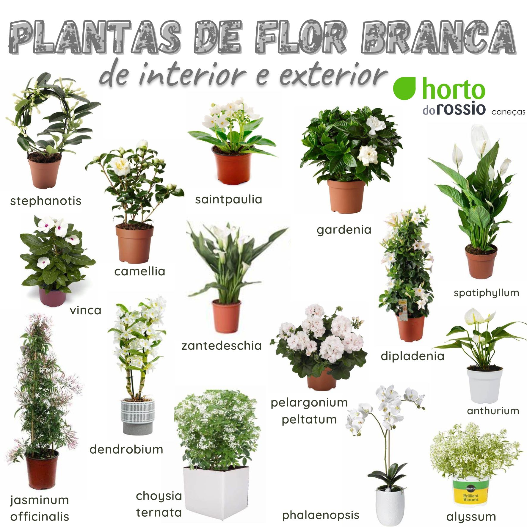Plantas De Flor Branca Interior Exterior Horto Do Rossio Plantas De Flor Branca Interior Exterior Horto Do Rossio