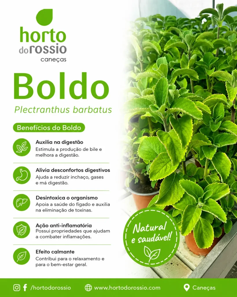 Boldo seus benefícios