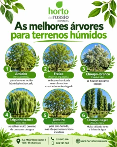 As melhores árvores para terrenos húmidos