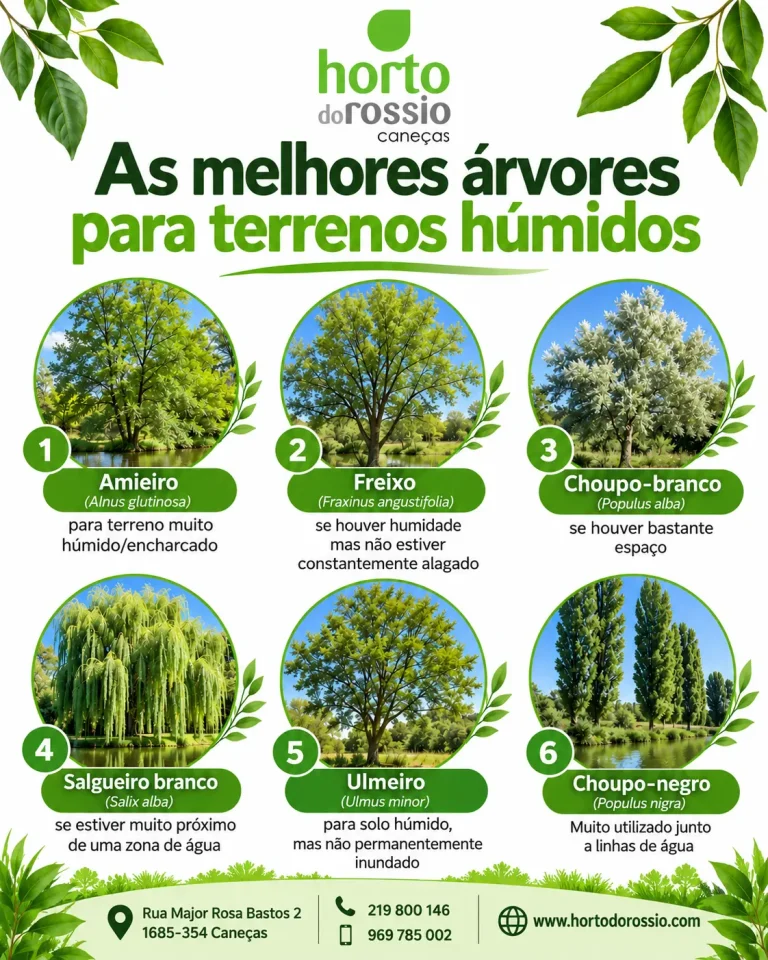 As melhores árvores para terrenos húmidos