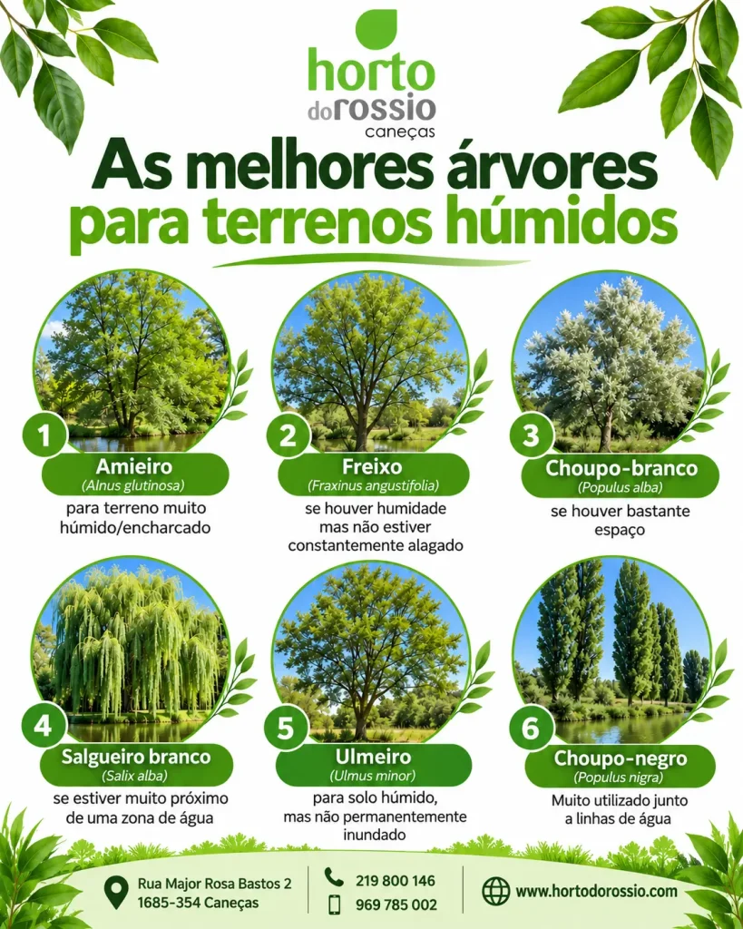 As melhores árvores para terrenos húmidos